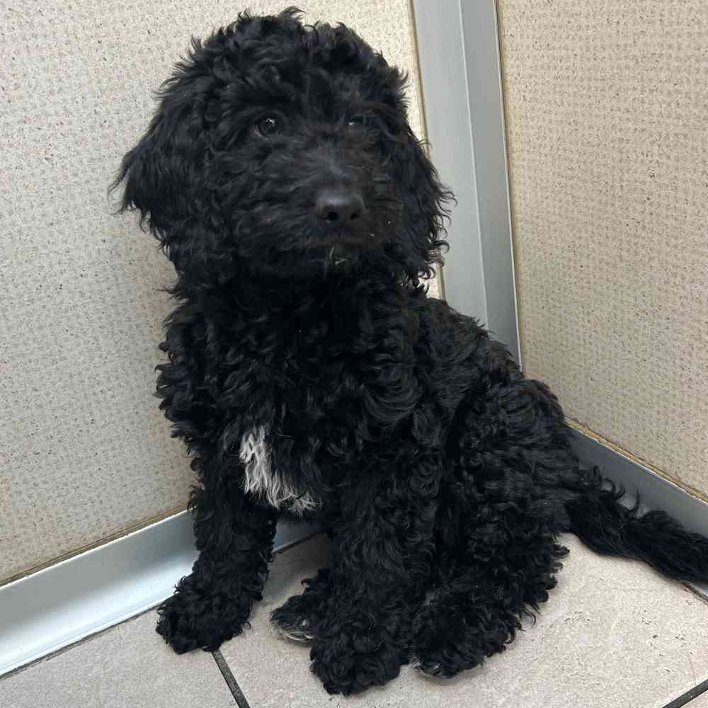 Black mini goldendoodle full grown hot sale