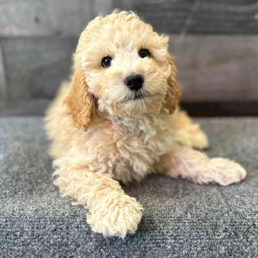 Image of a pet breed in the gallery