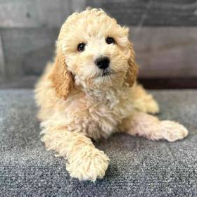 Mini Poodle