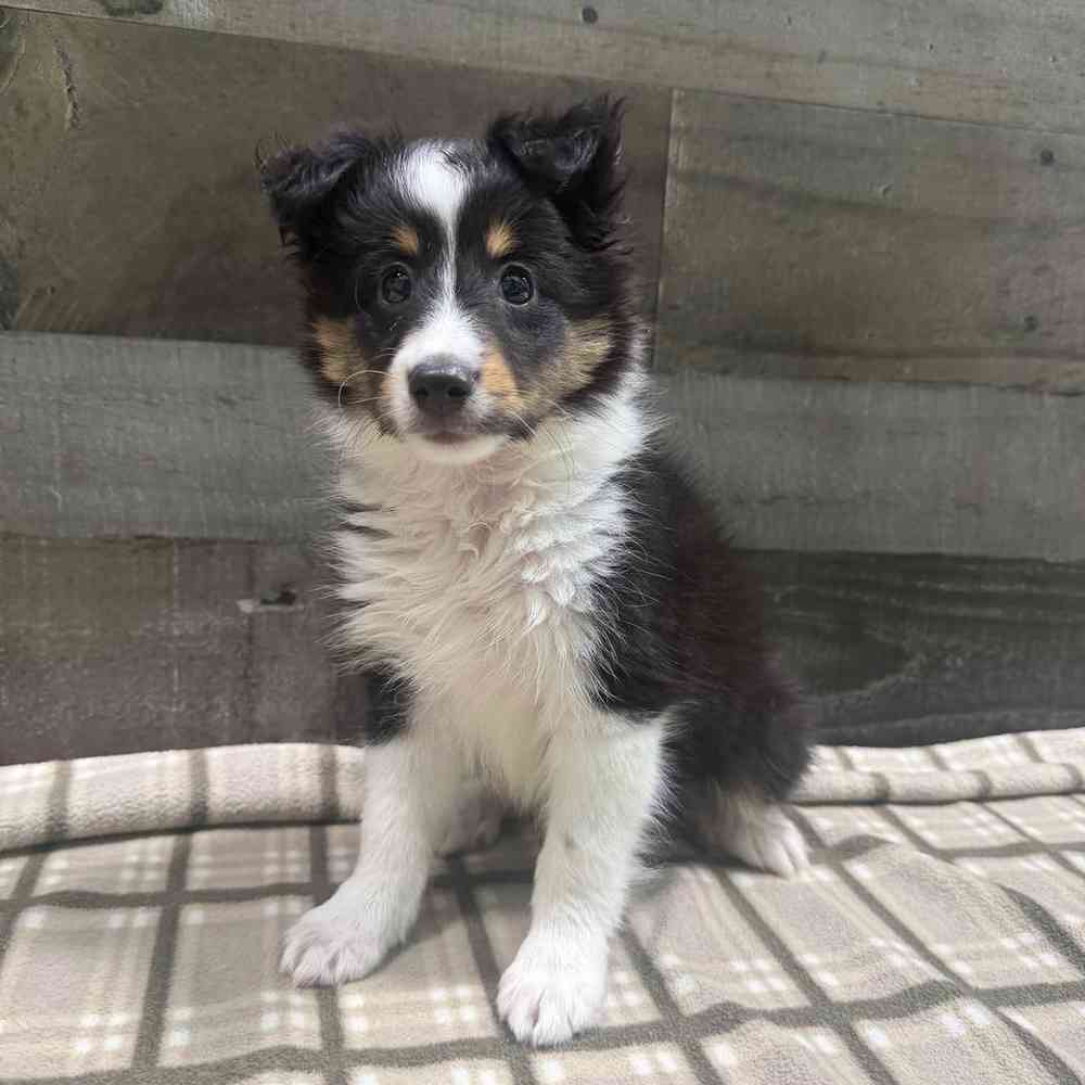 Image of a pet breed in the gallery