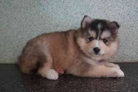 Pomsky