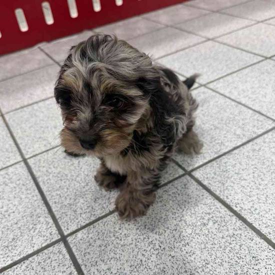 Quincy