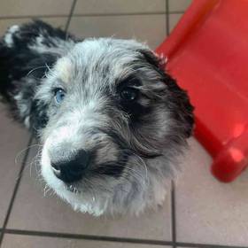 Mini Aussiedoodle