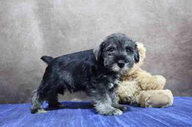 Mini Schnauzer