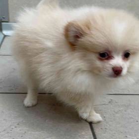 Pomeranian