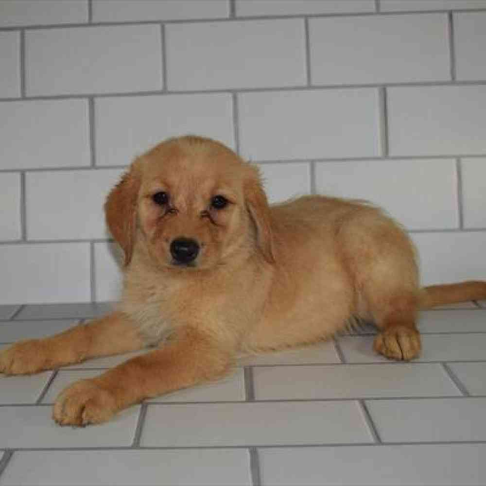 Male Toy Poodle/Labrador Retriever Puppy for sale