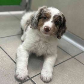 Aussiedoodle