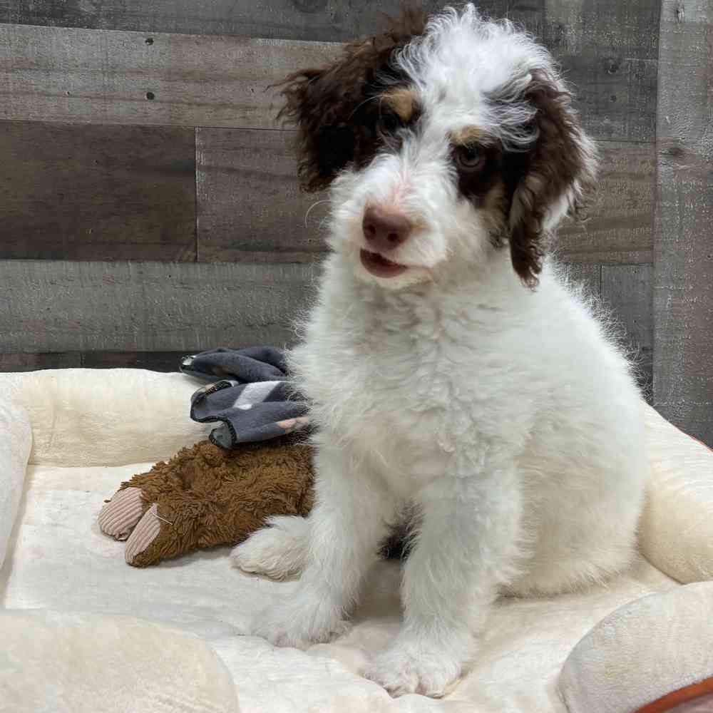 Pongo