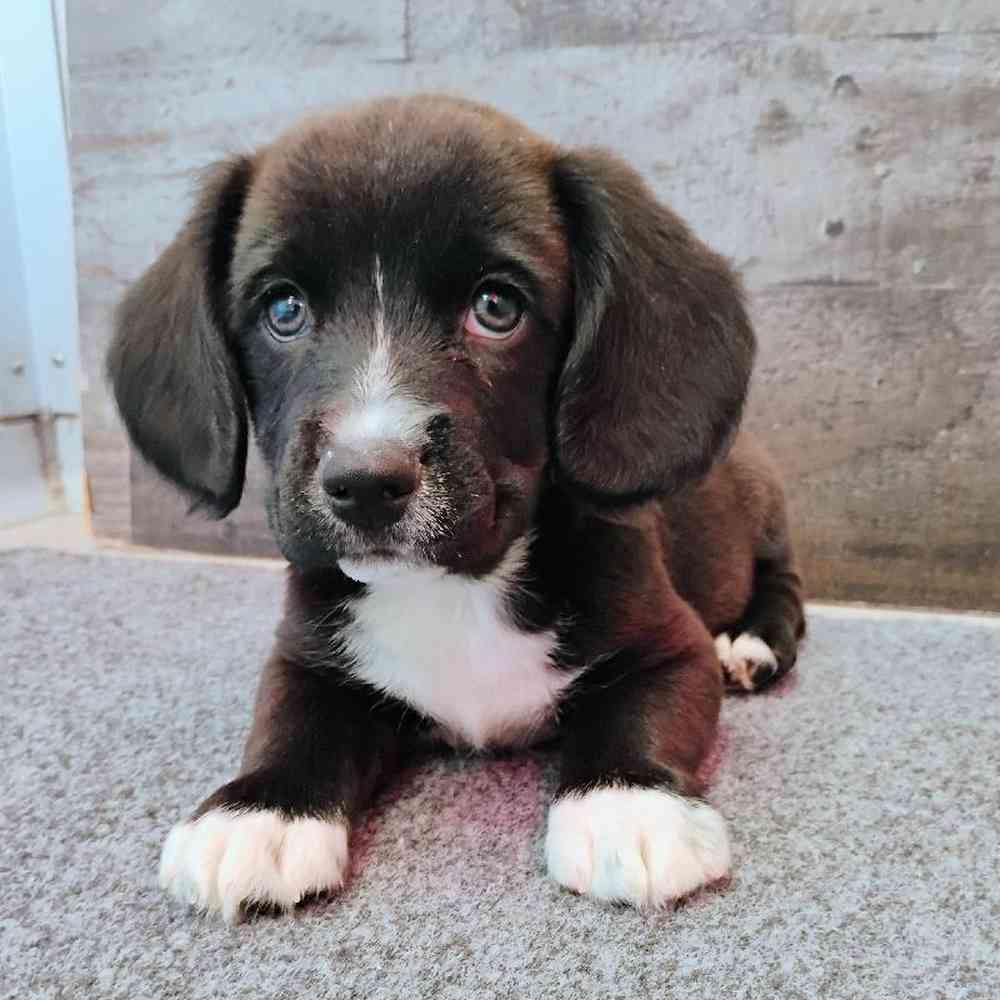 Corki, Male Cocker Spaniel-Pembroke Welsh Corgi Puppy for sale in Novi