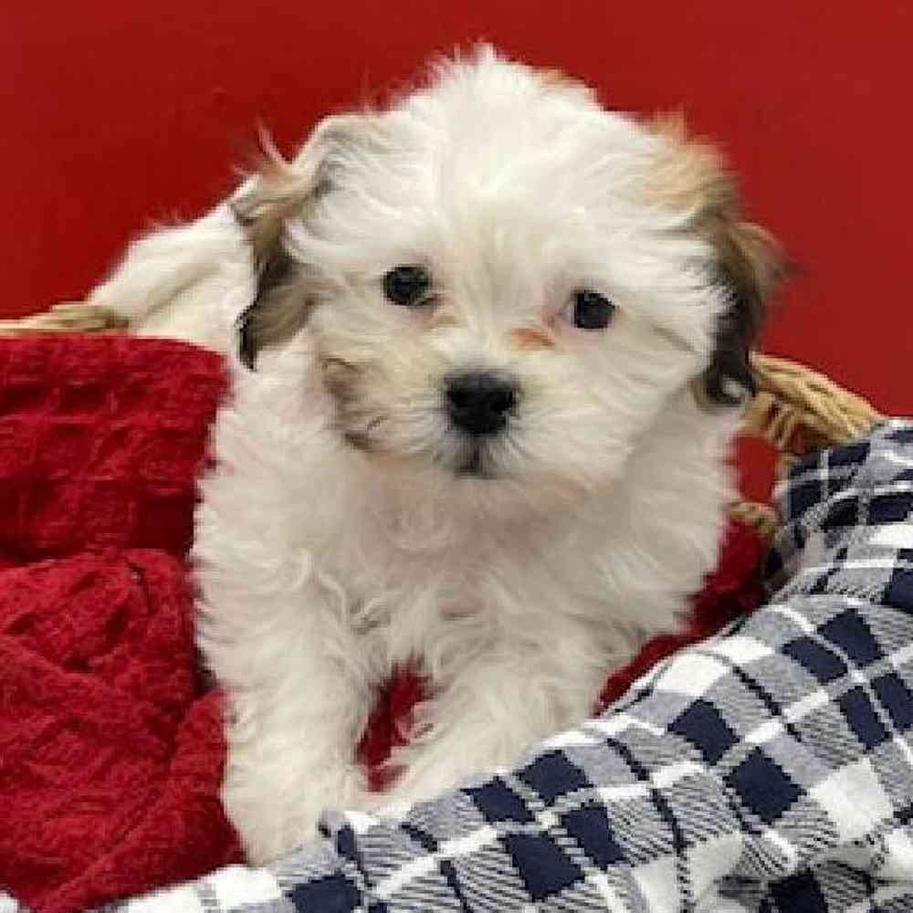 Male Shih Tzu-Bichon Puppy for sale