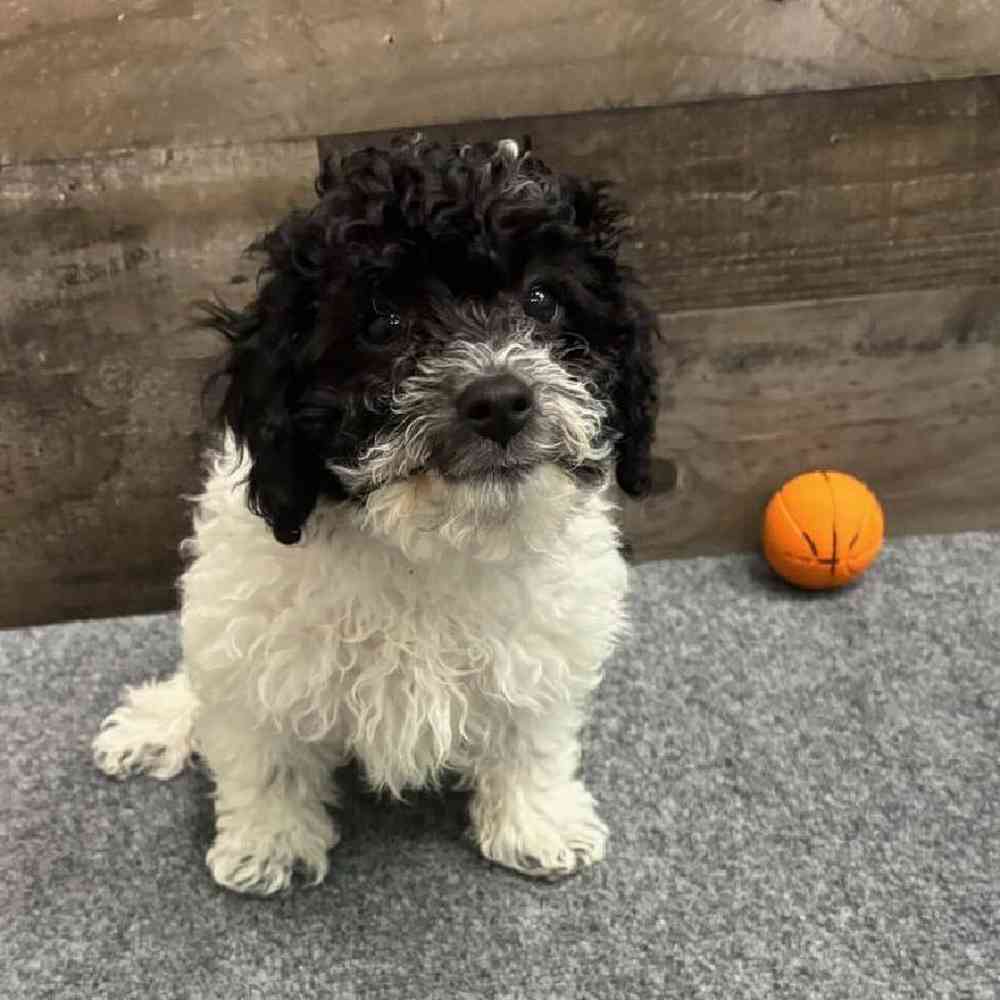 Candace, Female Cavapoo Puppy for sale in Novi