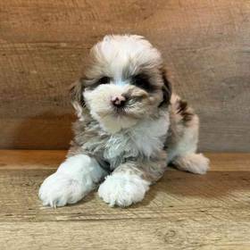 Schnoodle
