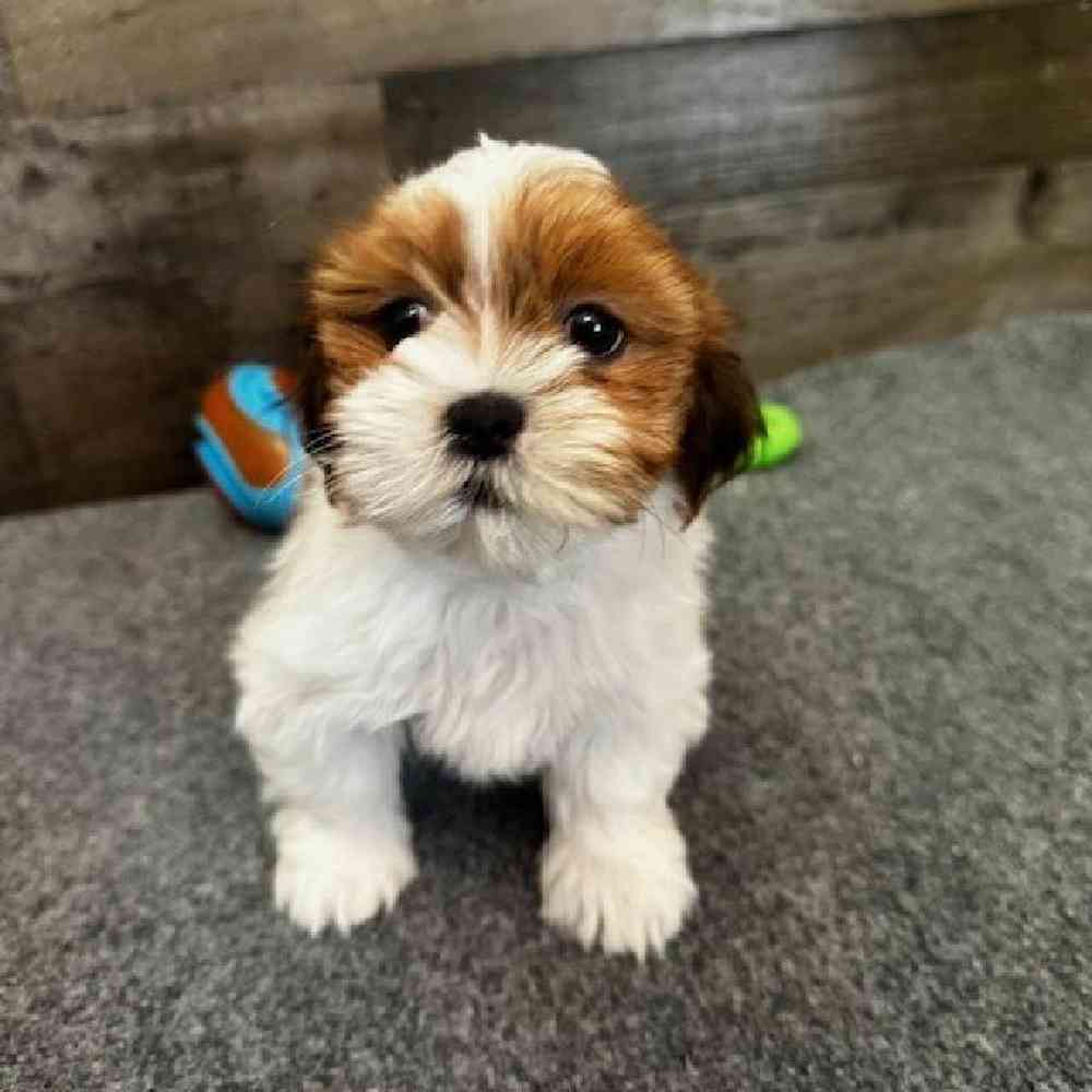 Female Lhasa Apso Puppy for Sale in Troy, MI