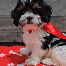 Shih Tzu-Bichon