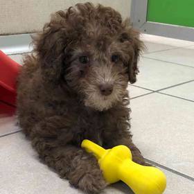 Mini Poodle