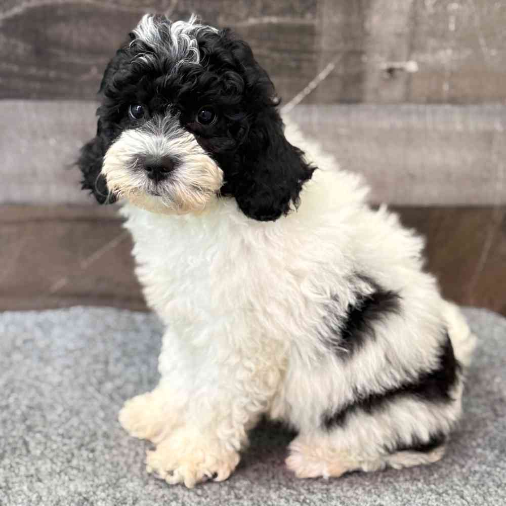 Dale, Male Cavapoo Puppy for sale in Novi