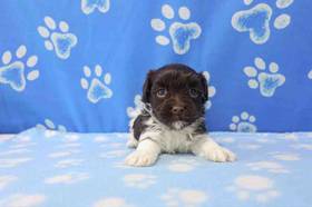Havanese