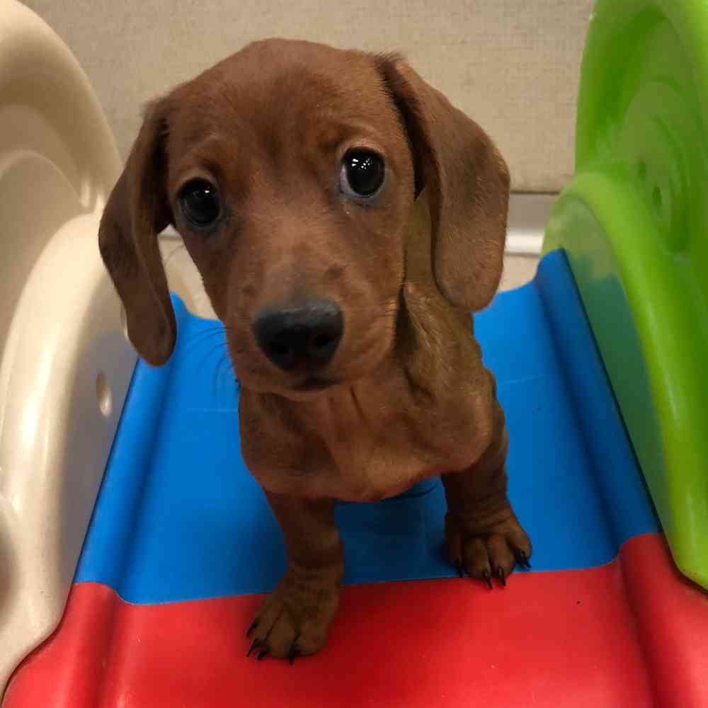 Dachshund