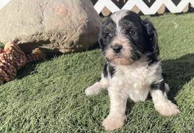 Cavapoo