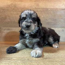 Schnoodle