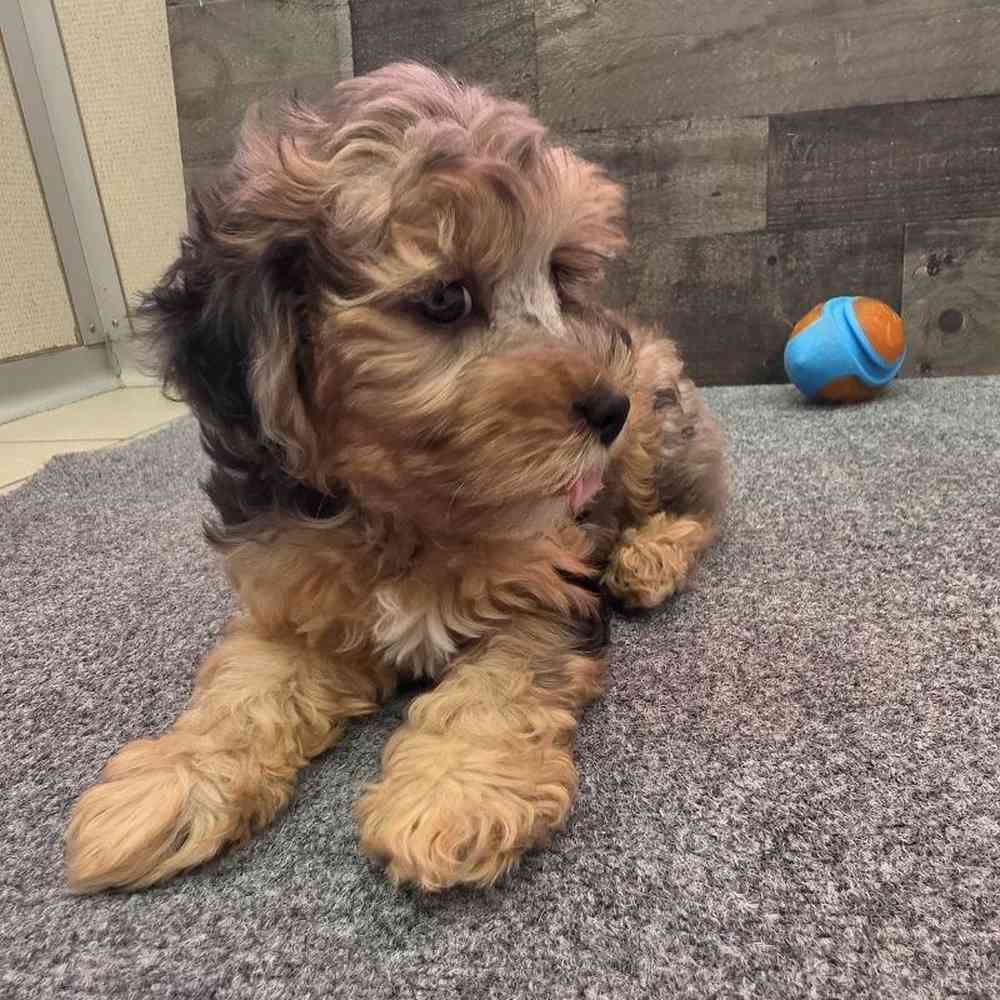 Female Yorkie-Poo Puppy for Sale in Troy, MI