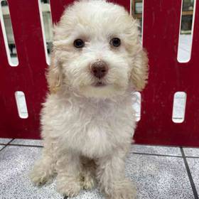 Mini Bernedoodle
