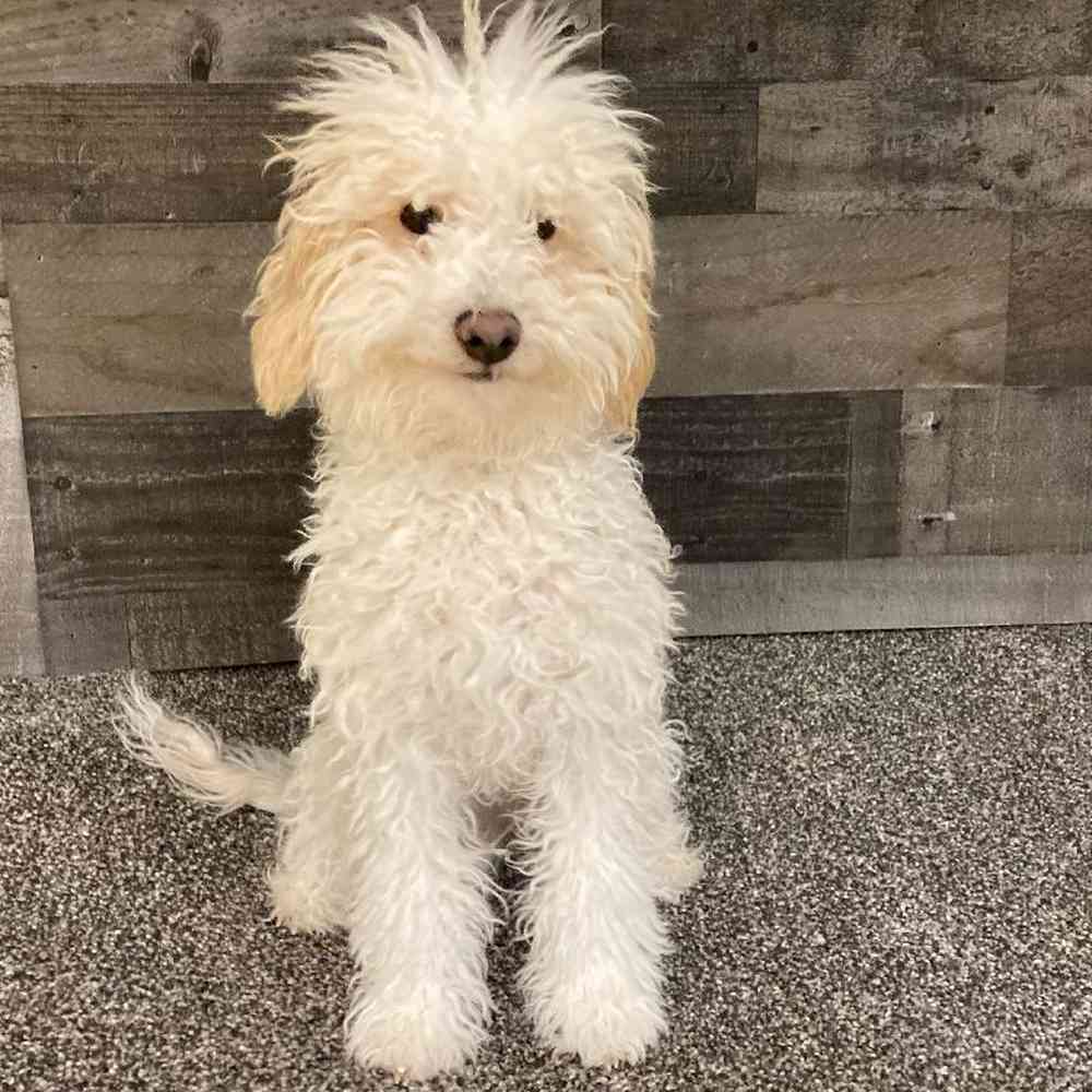Male Mini Poodle Puppy for Sale in Troy, MI