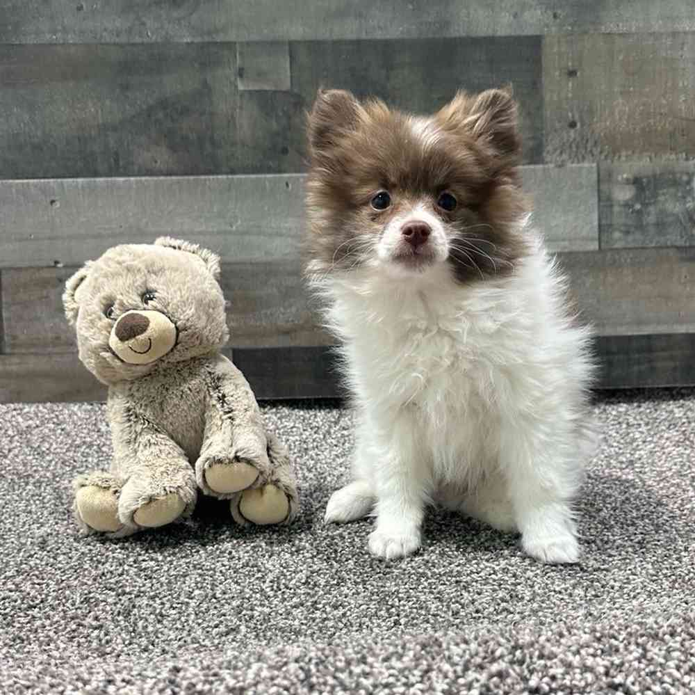 carousel pet images