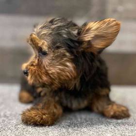 Yorkie