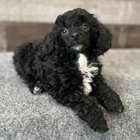 Mini Poodle