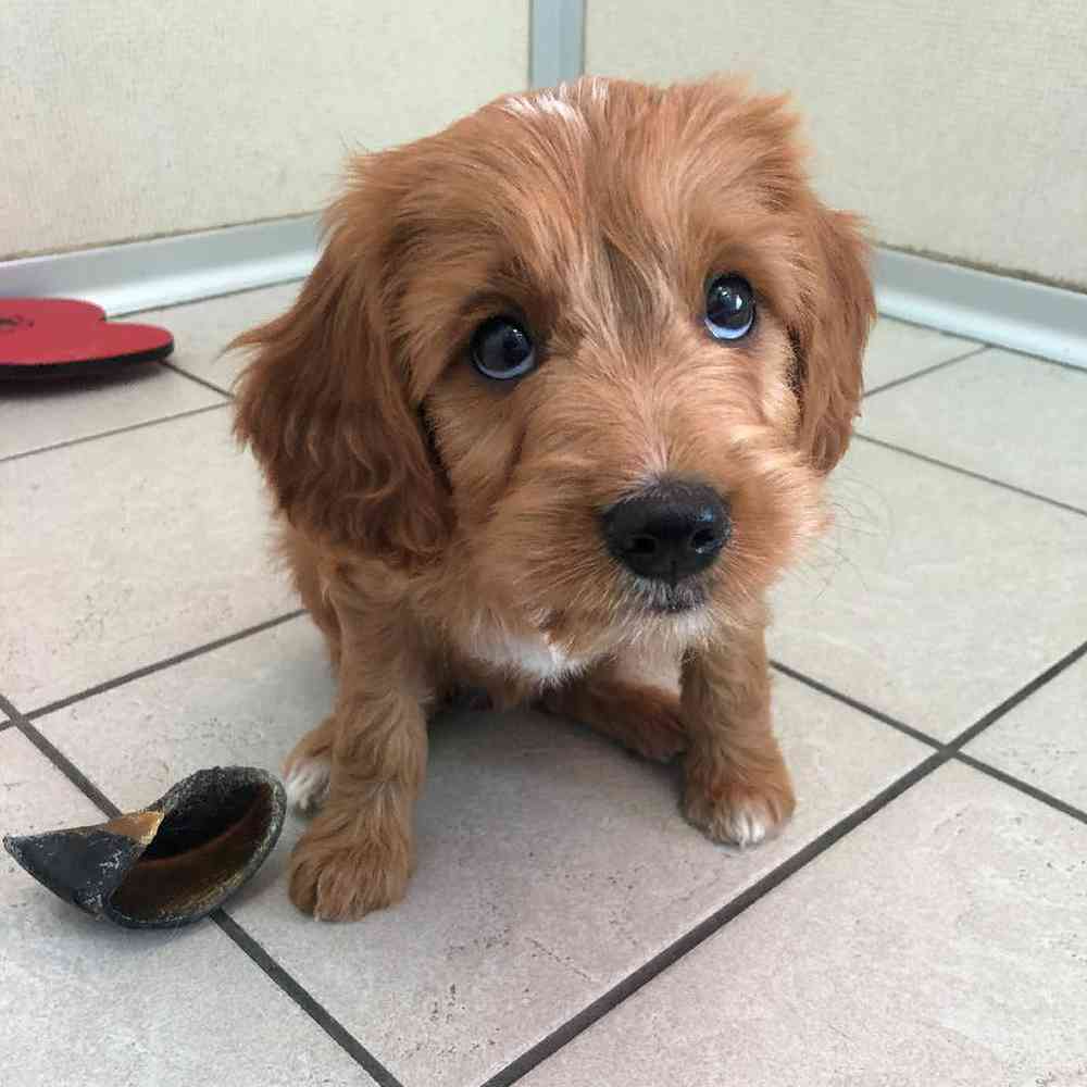 Female Cava Doodle Puppy for sale
