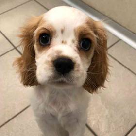 Cavacocker Cookie, Female Cocker/Cavalier Puppy for sale in Flint