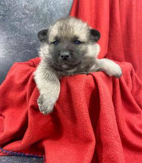 Norwegian Elkhound