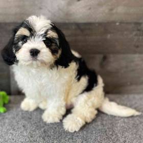Cavachon