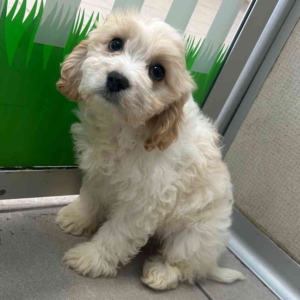Cavachon
