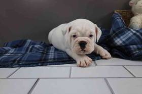 Bulldoggle