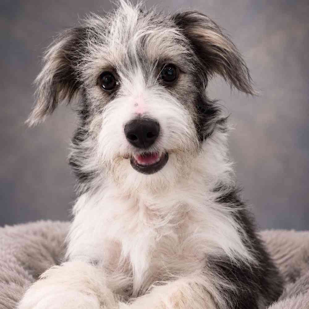 carousel pet images