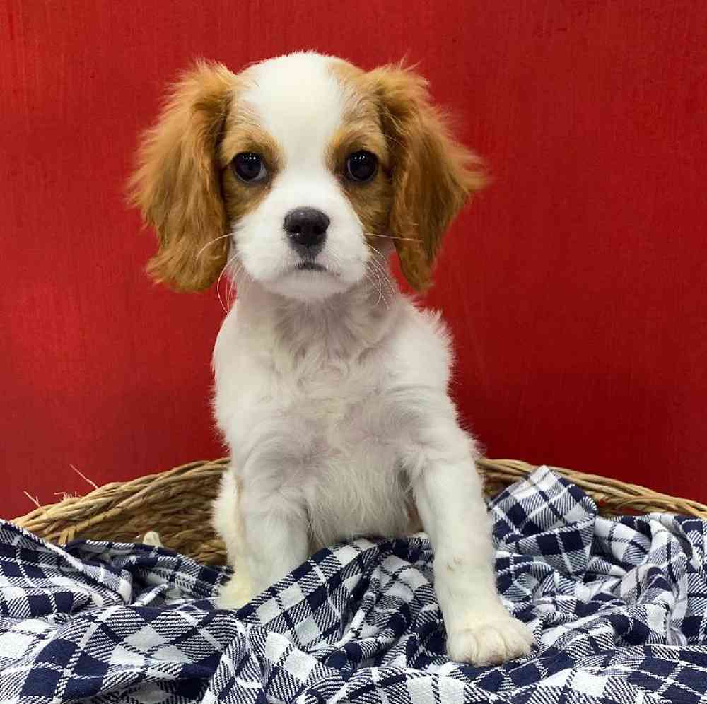 Male Cavalier King Charles Spaniel Puppy for sale