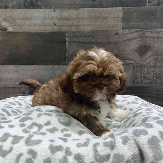 Chewy