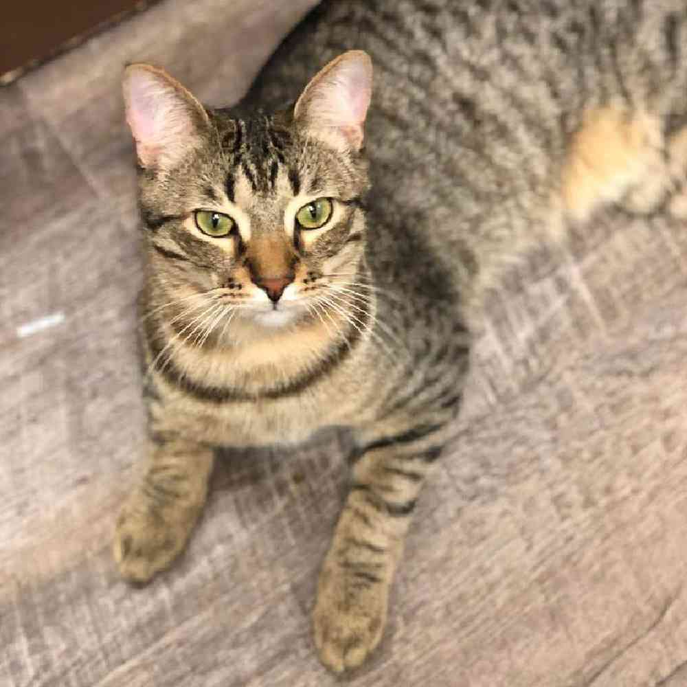 Kitten
