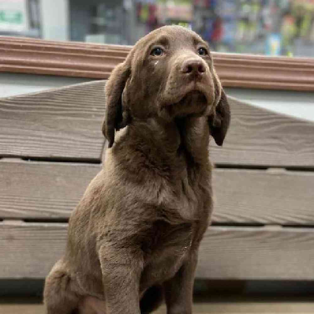 Male Labradoodle Puppy for sale