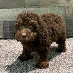 Mini Poodle