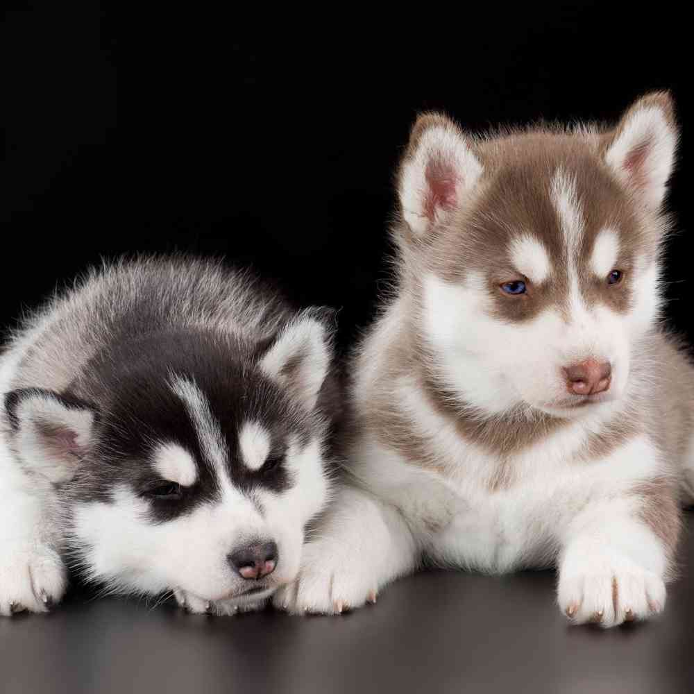 Information on Siberian Husky Puppies for Sale in Michigan