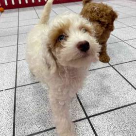 Cavapoo