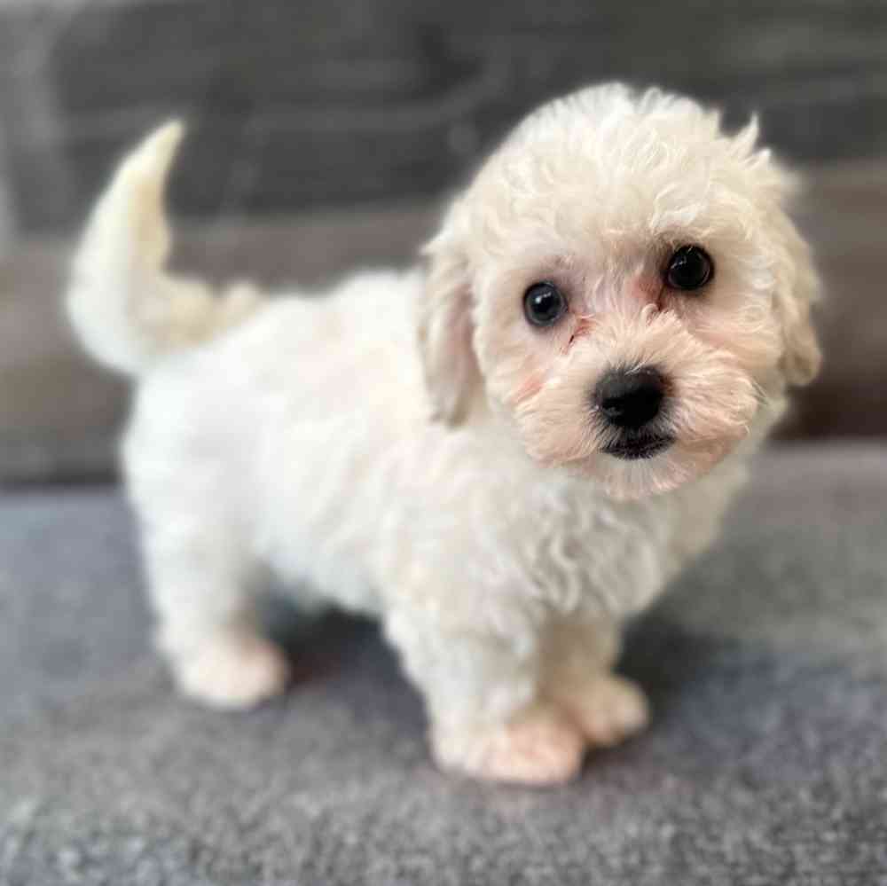 Agatha