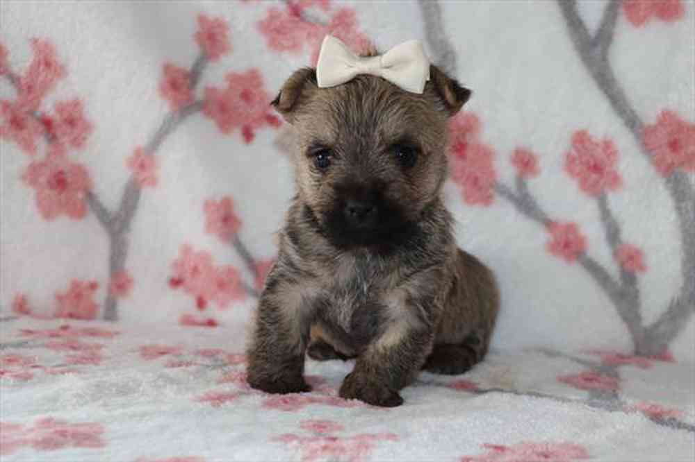 Cairn Terrier