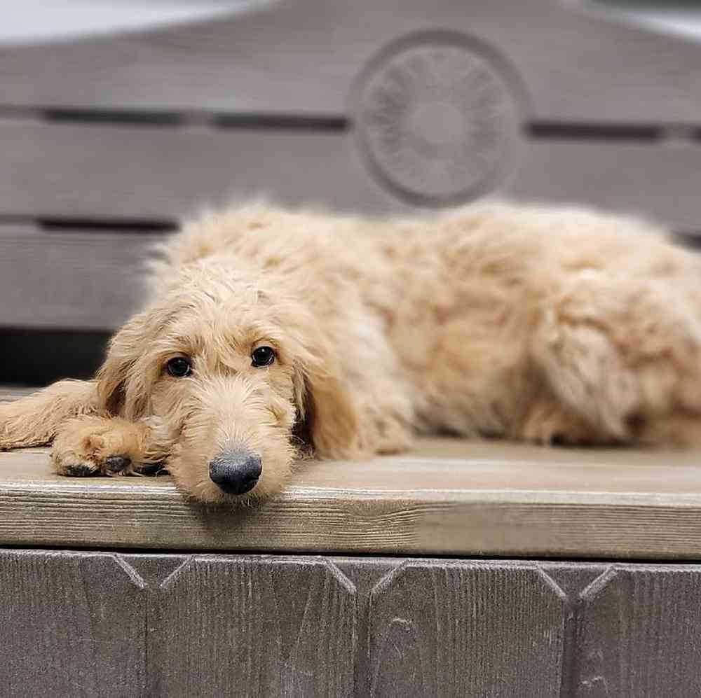 Male Goldendoodle (F1B) Puppy for sale