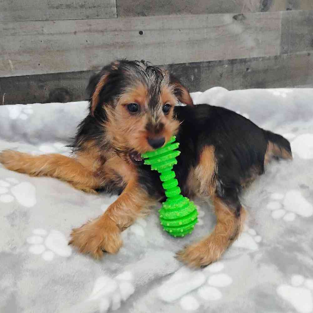 pet breed image