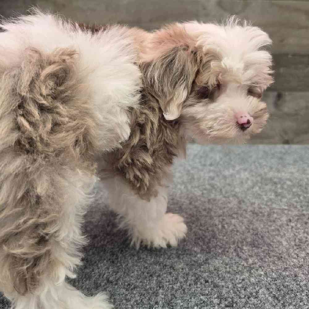 Male Schnoodle Puppy for Sale in Troy, MI