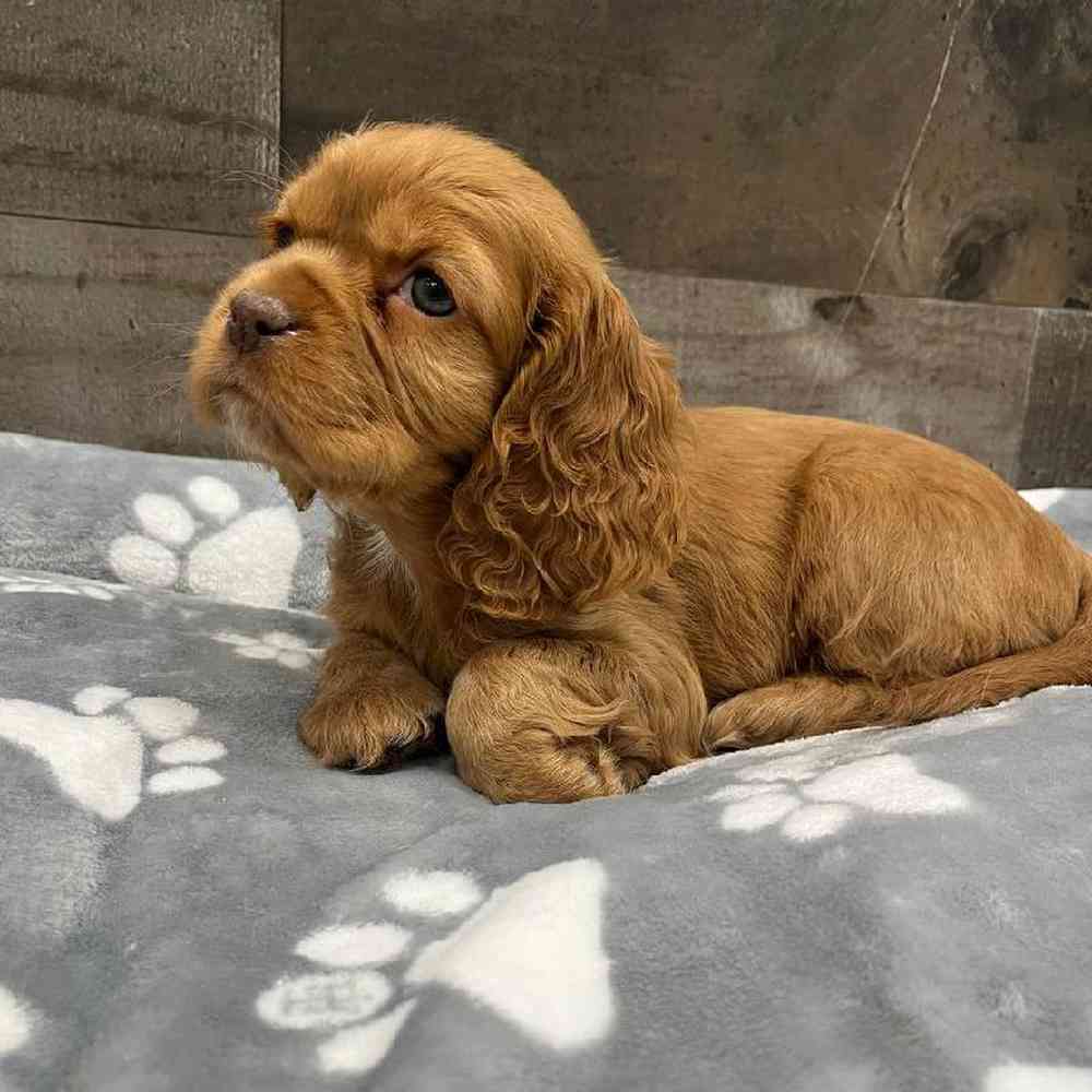 Female Cocker/Cavalier Puppy for Sale in Troy, MI